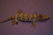Rhacodactylus leachianus - GTsnowfemale.jpg