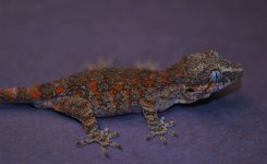 Rhacodactylus auriculatus - redyoung2.jpg