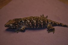 Rhacodactylus leachianus - GTfemale.jpg