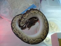 Lesser cinny F.b..JPG