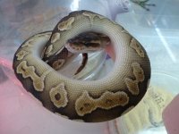 Lesser cinny F.b.JPG