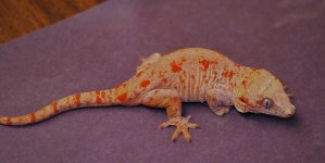 Rhacodactylus auriculatus - orange female.jpg
