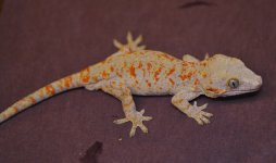 Rhacodactylus auriculatus - orange male.jpg