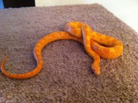 snake.jpg