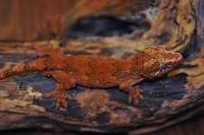 Rhacodactylus auriculatus - burnt orange male3.jpg