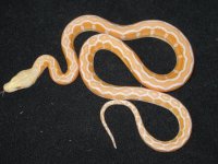Albino Motley  (1).jpg