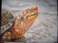 eastern box turtle.JPG