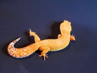 IMG_0602.jpg