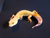 IMG_0601.jpg