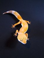 IMG_0598.jpg