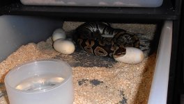 taffyeggs2013.jpg
