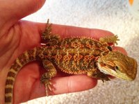 orange beardie.jpg