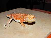 Red 100% Het. Hypo Male.jpg