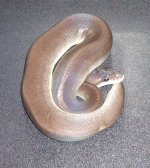 super cinny female on black.jpg