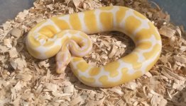 Albino Female.jpg