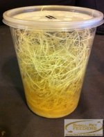 32-ounce-flightless-fruit-fly-culture-newly-seeded.jpg