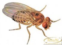 fruit-fly-cultures.jpg
