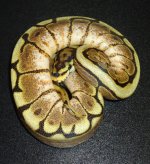 ybspiderfemale.jpg