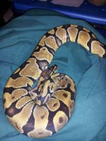 enchi.jpg