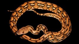 0000416_tiger_het_anthrax_550.jpeg