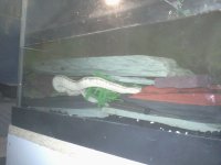 filesnake.jpg