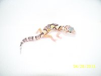 2013 geckos 035.jpg