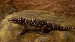 Hemidactylus triedrus triedrus - Pakistan(2).jpg