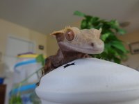 DSC00586.jpg