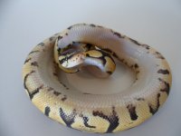 SAM_0767.jpg