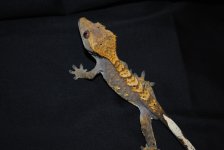 DSC_0449.JPG