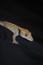 DSC_0458.jpg