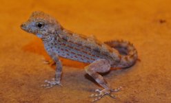 Pristurus carteri - male (2).jpg