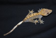 DSC_0462.JPG