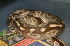 mojave.jpg
