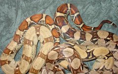 Diamond-&-Ginger-green-feb11'06-tails-3.jpg