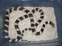 MBrownBandedCal1pic2.jpg