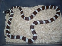 MBrownBandedCal 3pic2.jpg
