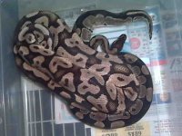 big male pastel.jpg