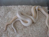 Rosy Copulation 5.JPG