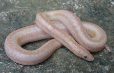 2005 Baby Pastel Albino (het Snow) 4.jpg