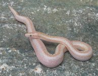 2005 Baby Pastel Albino (het Snow) 5.jpg