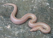 2005 Baby Pastel Albino (het Snow) 6.jpg