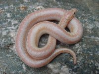 2005 Baby Pastel Albino (het Snow) 2.JPG