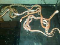 6-4 corn snakes.jpg