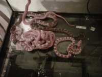 6-5 Corn Snakes.jpg