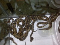 IMG00068-20100520-1025.jpg
