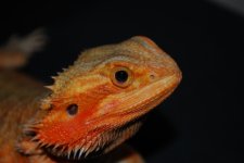 helga breeder (2).jpg