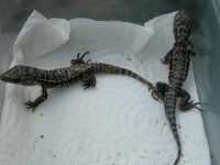 redtegu.jpg