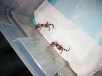 Tang babies.jpg
