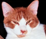 BobCloseup1.jpg
